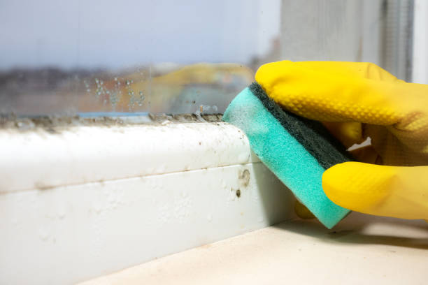 Attic Mold Removal